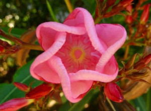 Jewish spring