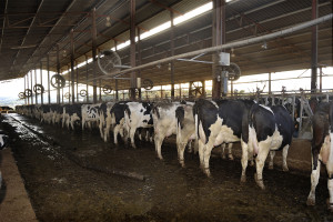 CAFO cattle CAFO cattle