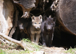 Oregon Wolf Pups Oregon Wolf Pups
