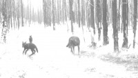 wolf pups wolf pups
